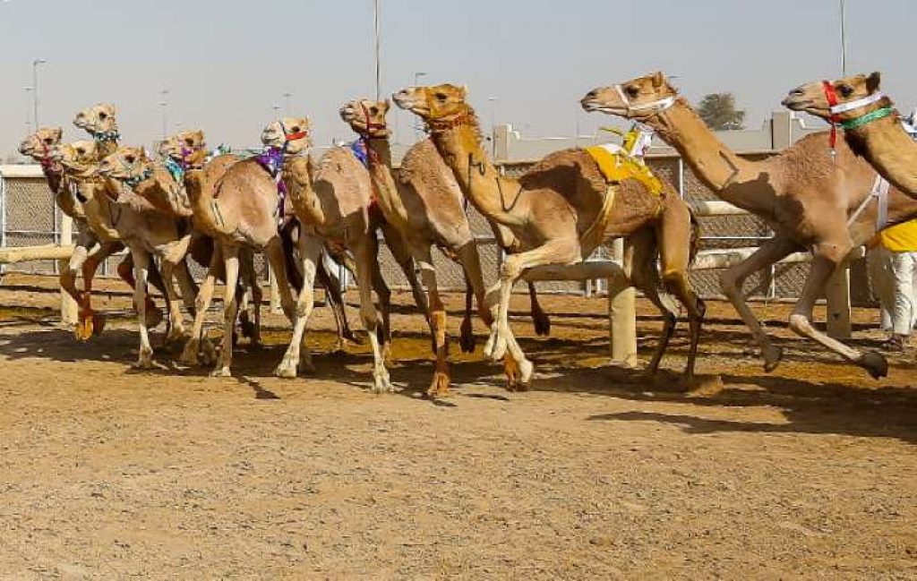 Al Marmoom Camel Race track, Dubai 