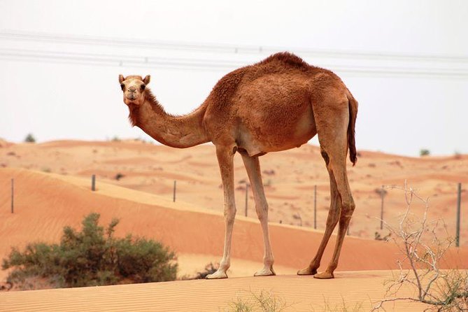 Camel farm, Dubai