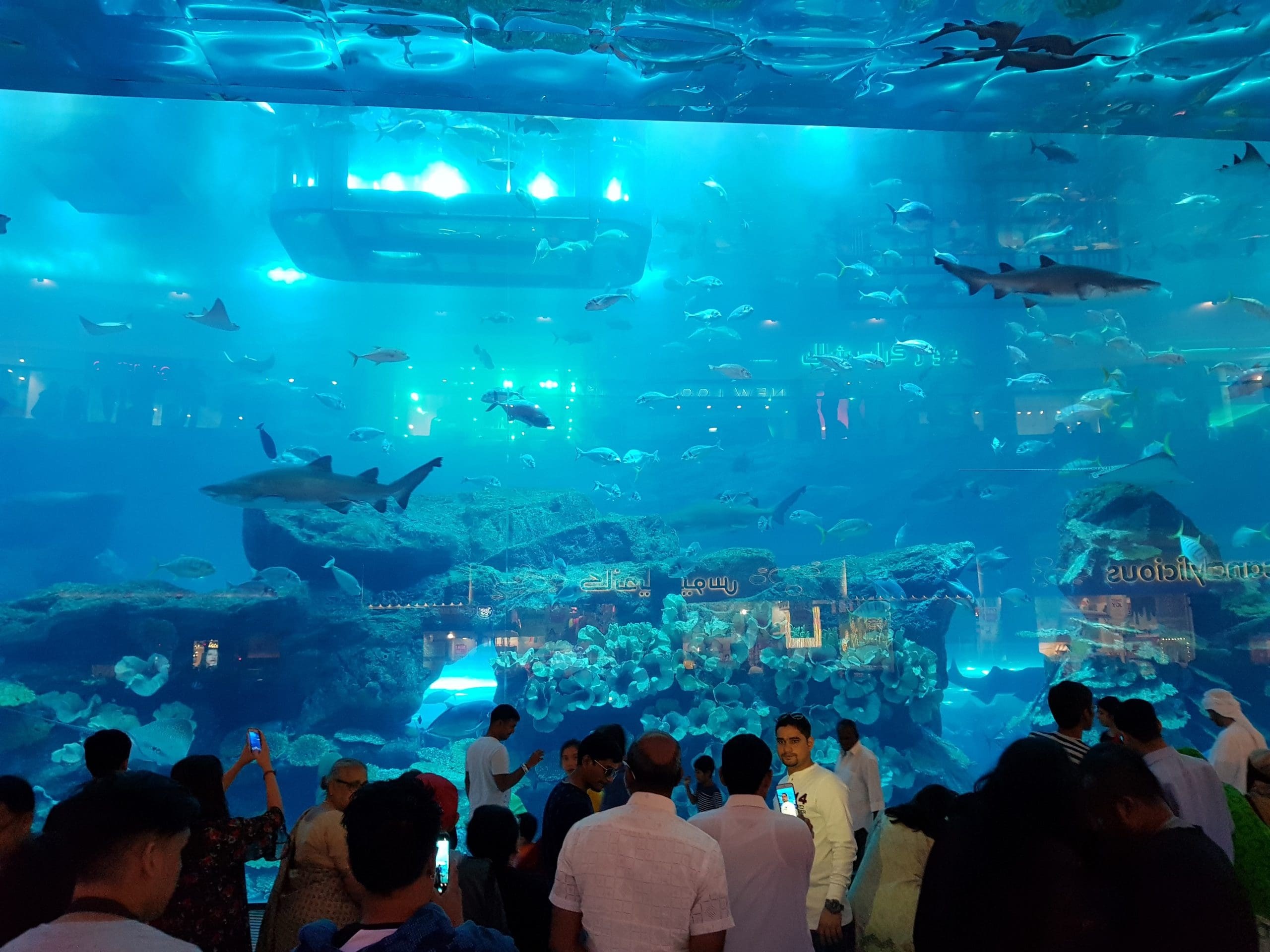 Dubai Aquarium, Dubai Mall Dubai Aquarium, Dubai Mall